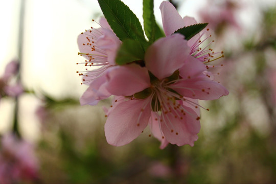 桃花