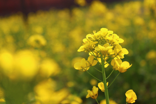 油菜花