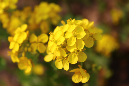 油菜花