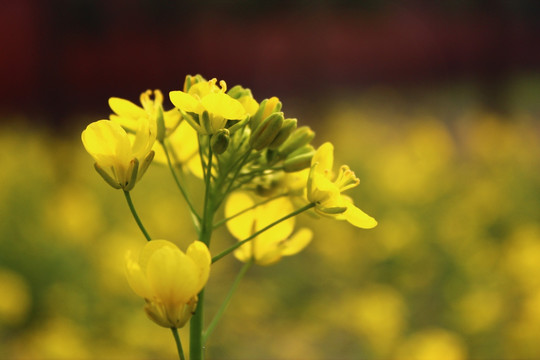 油菜花