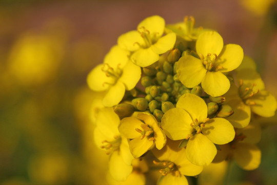 油菜花