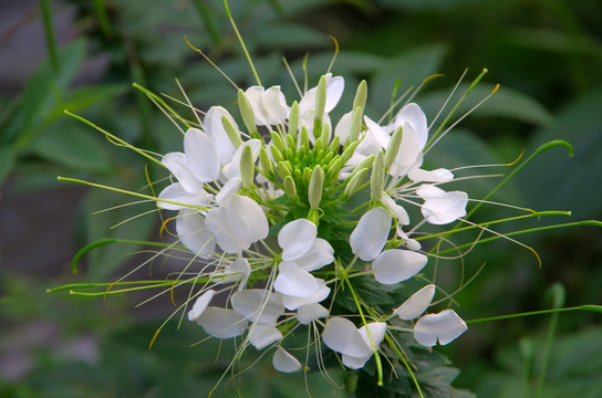 最柔美的白色醉蝶花