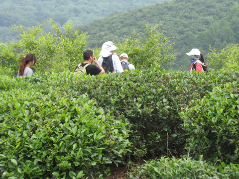 訪茶 問(wèn)茶