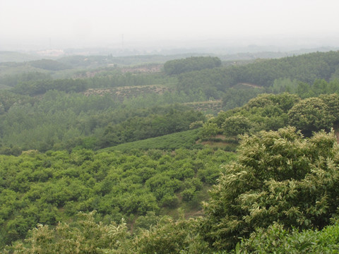 茶山茶乡板栗花