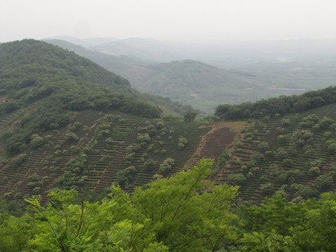 茶山茶园