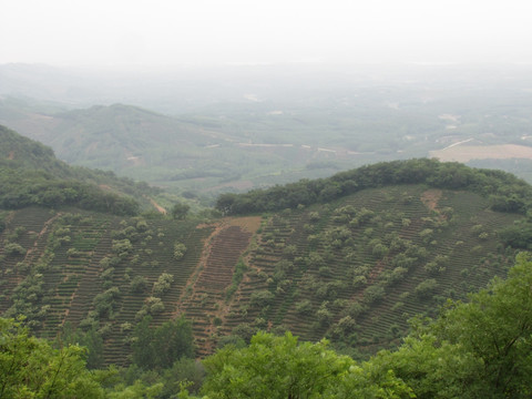 茶山茶园茶乡