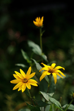 黄色美兰菊