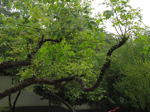 雨后树梢