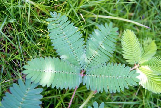 植物的绿色叶子