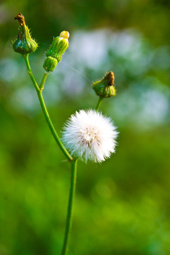 野花野草