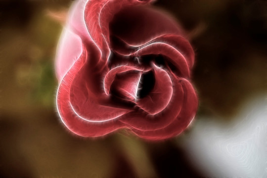 玫瑰花
