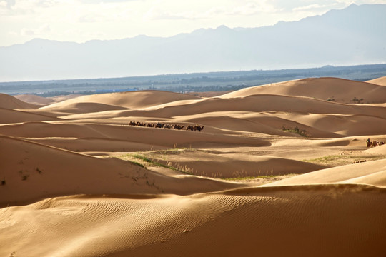 沙漠里的骆驼队