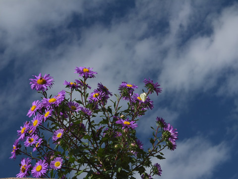 屋顶的菊花