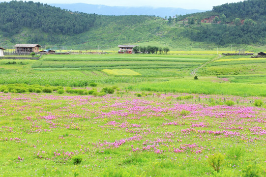 香格里拉