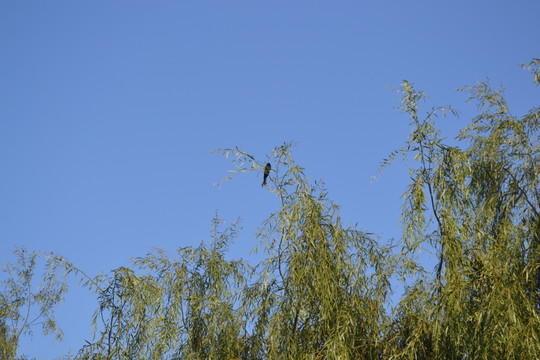 柳树枝头的鸟