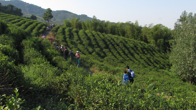 户外穿越 茶乡初照