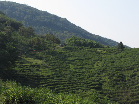 茶山 施集