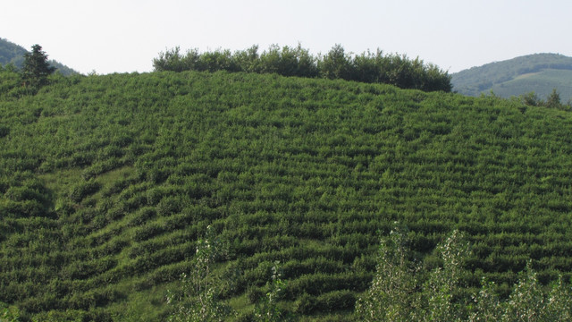 茶山 施集