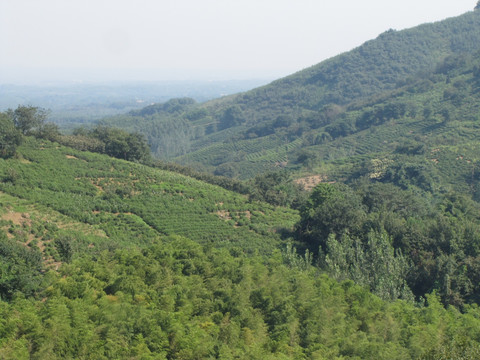 茶山 施集