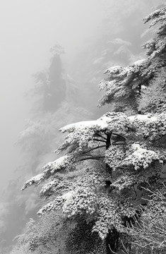 黄山松树雪景