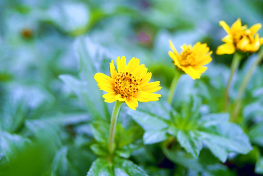 黄色小菊花