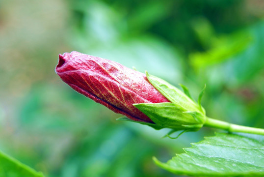 杜鹃花蕾