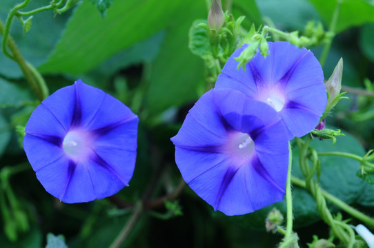 紫蓝色牵牛花