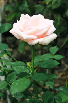 粉红玫瑰