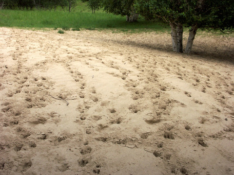 沙地上的蹄印