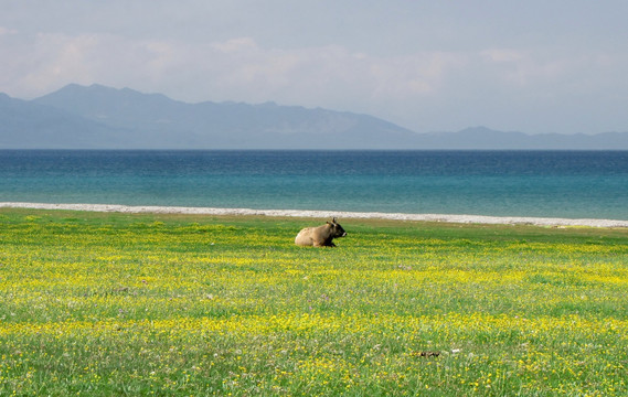 赛里木湖