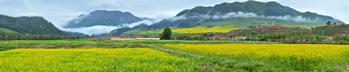 青海祁连山油菜花清晨