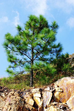 半山腰的松树