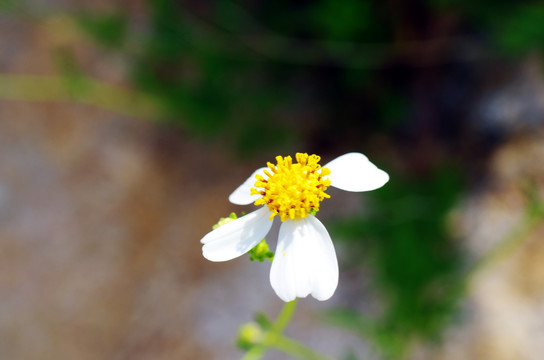 路边的花