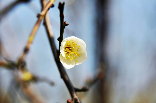 梅花