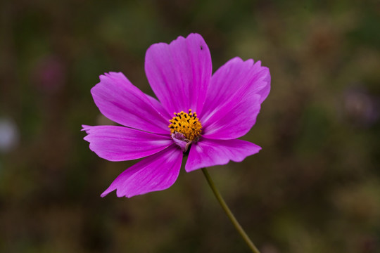 格桑花