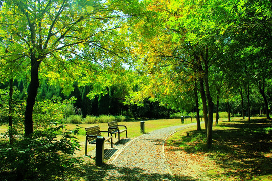 森林公園   初秋的樹
