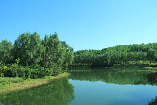 森林公园河流