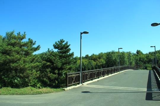 森林公园的桥