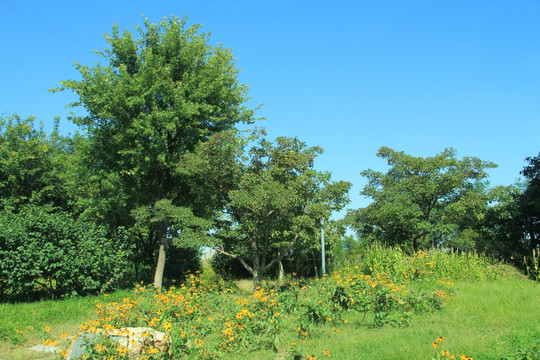 森林公园秋景