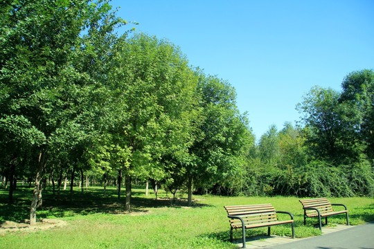 森林公園  初秋的樹