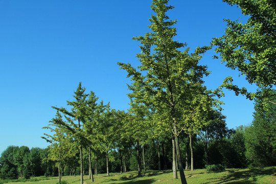 森林公园的树   沿途风景