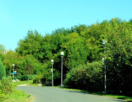 森林公园的路  沿途风景