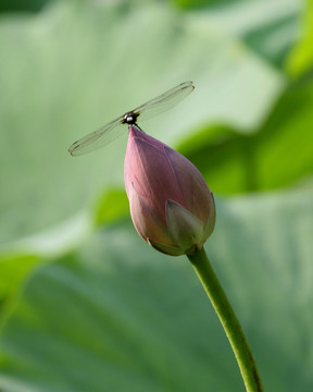 蜻蜓与荷花