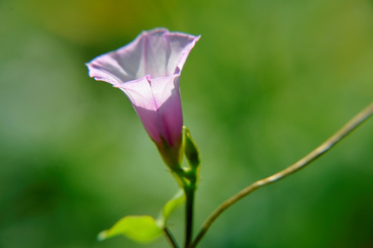 牵牛花