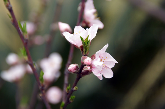 桃花