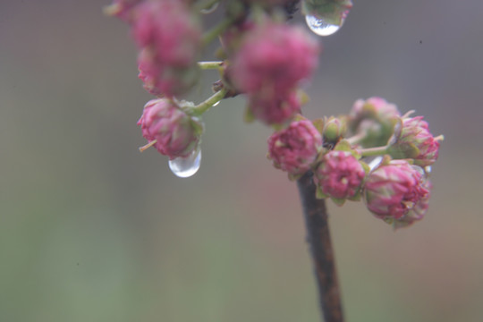 梅花