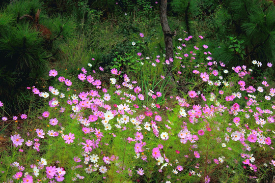 山花 波斯菊