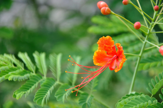 金凤花 黄金凤 蛱蝶花 黄蝴蝶