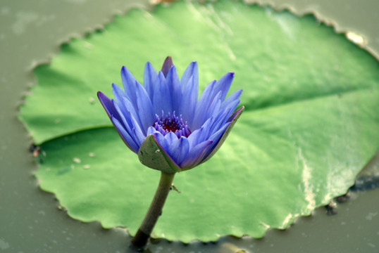 水莲花