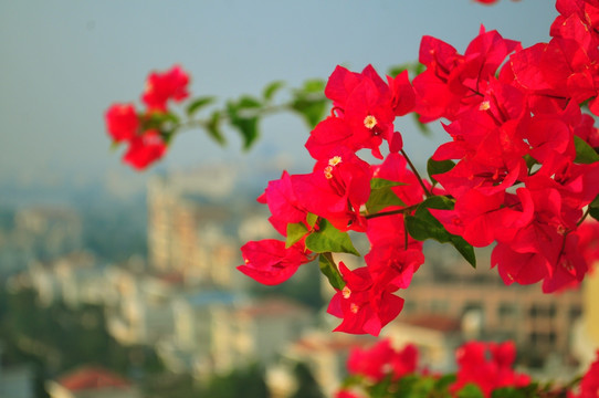 花卉 三角梅